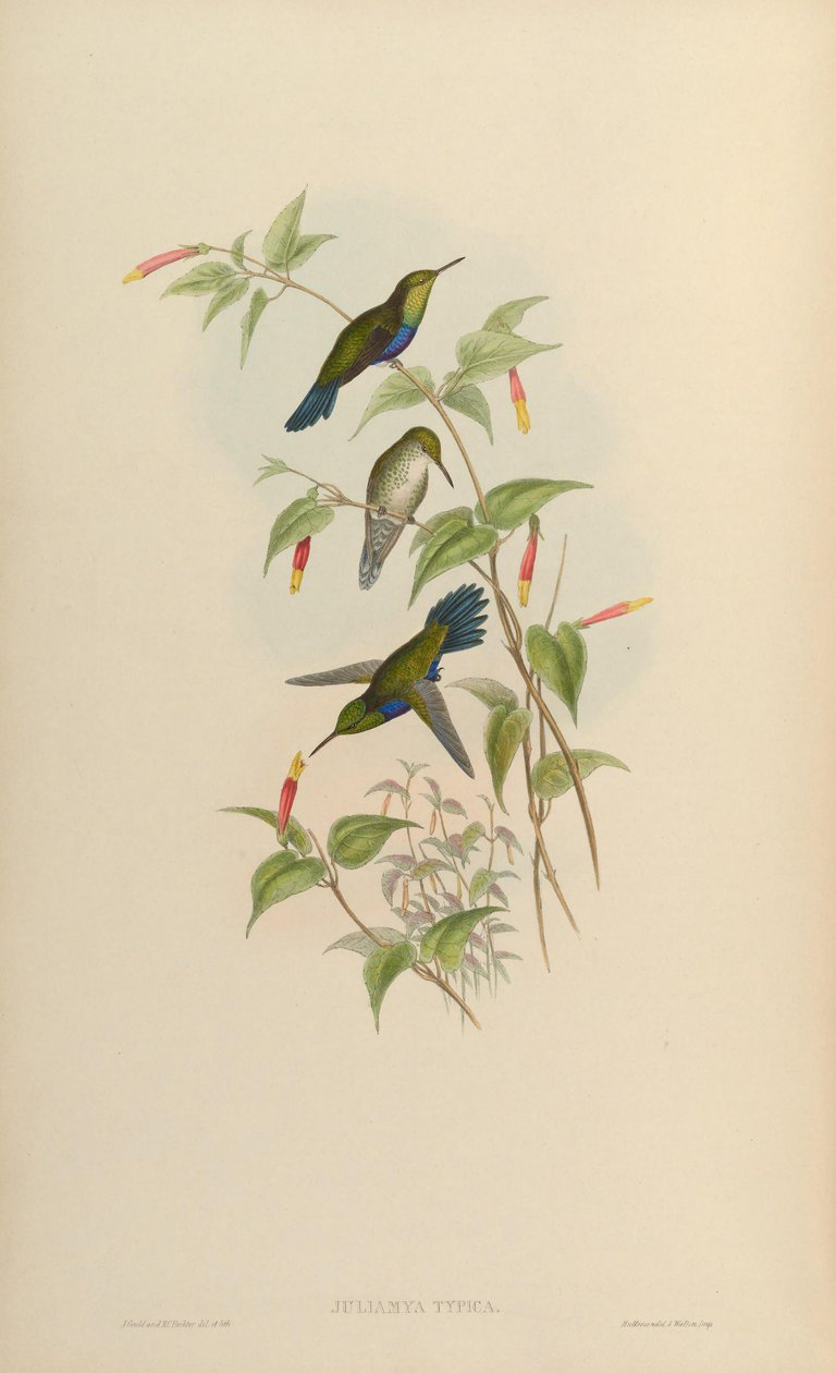 Juliamyia typica = Damophila juliae av John Gould