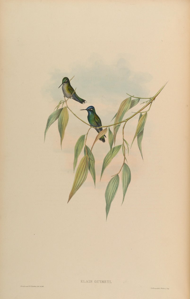 Klais guimeti av John Gould