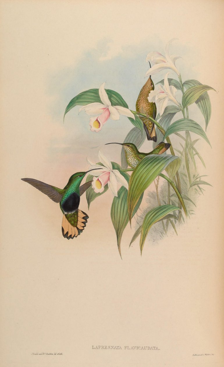 Lafresnaya flavicaudata = Lafresnaya lafresnayi flavicaudata av John Gould