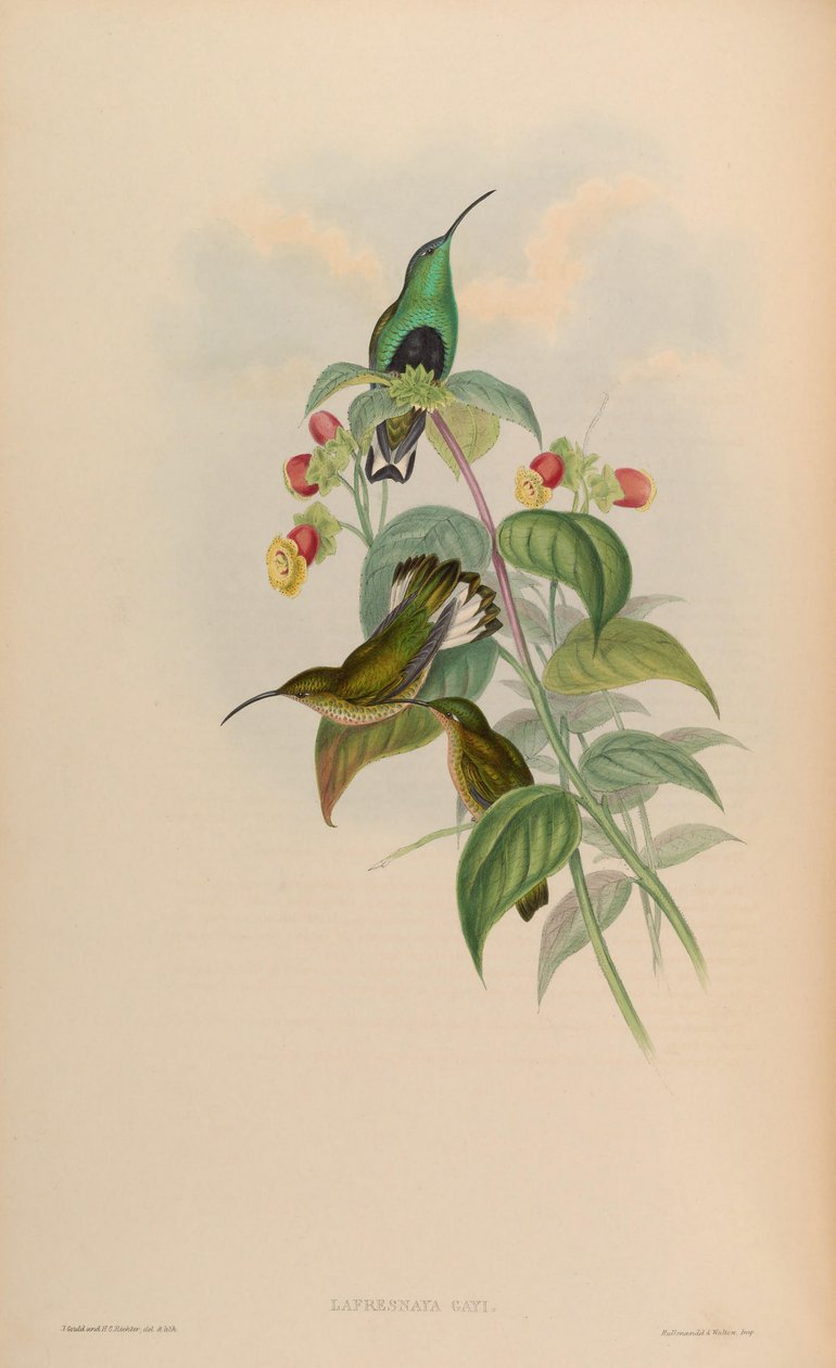 Lafresnaya gayi = Lafresnaya lafresnayi av John Gould