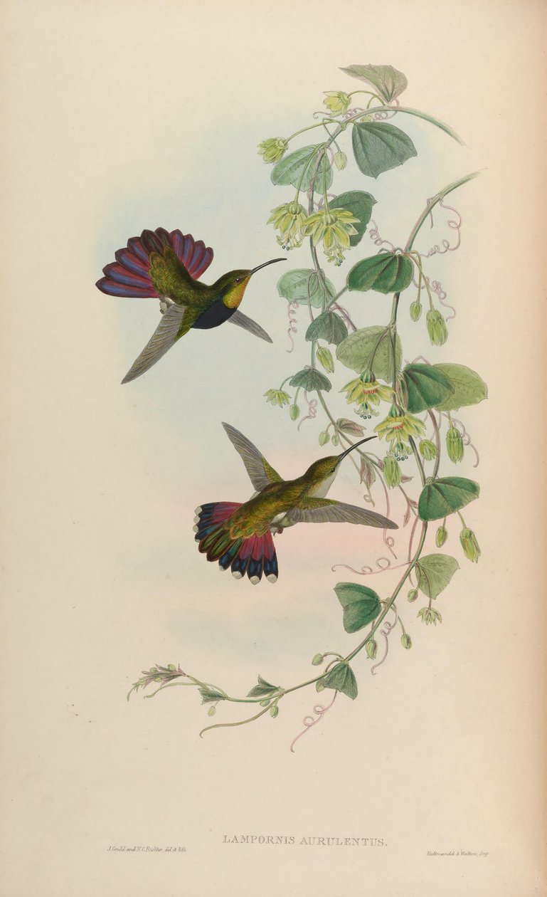 Lampornis aurulentus = Anthracothorax herre av John Gould