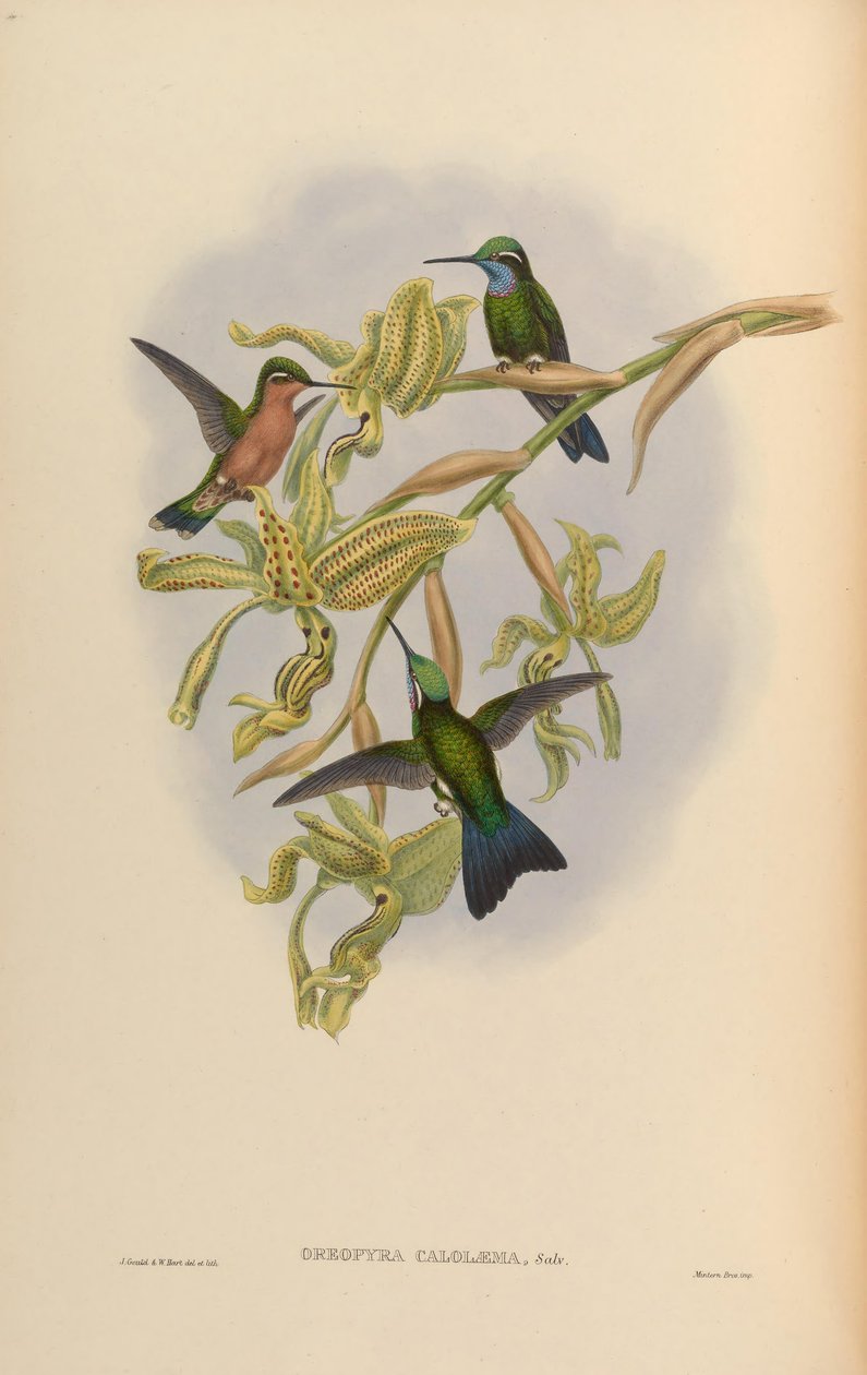 Lampornis calolaemus av John Gould