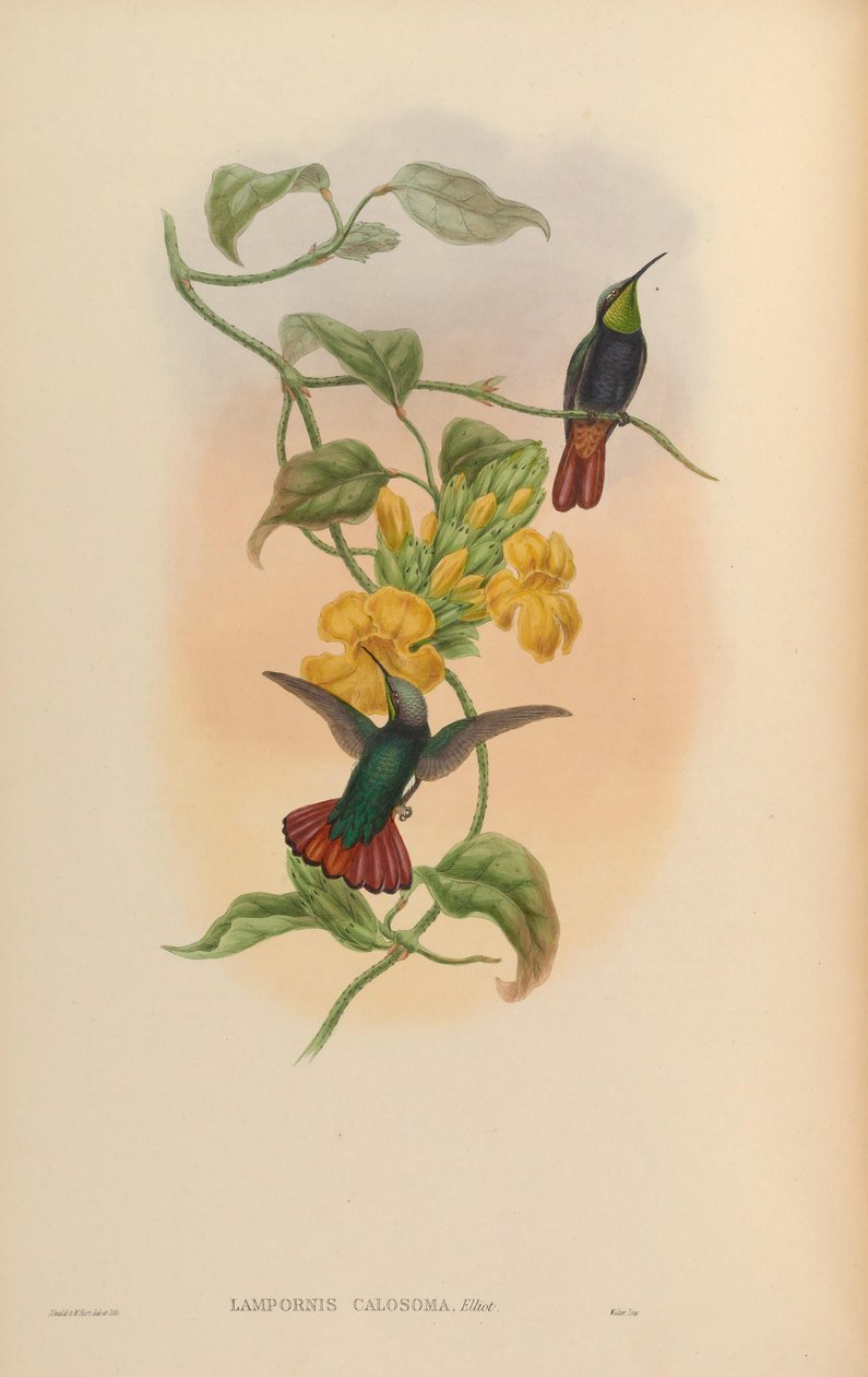 Lampornis calosoma av John Gould