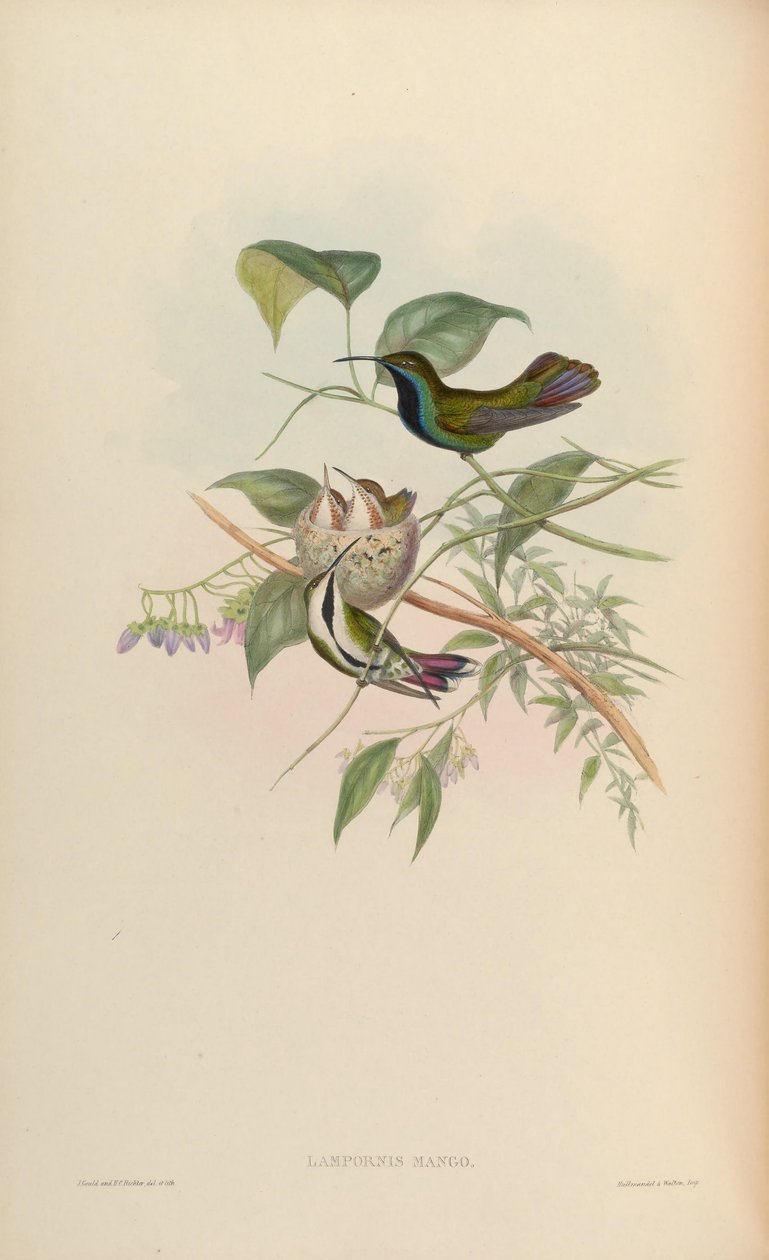 Lampornis mango = Anthracothorax nigricollis nigricollis av John Gould