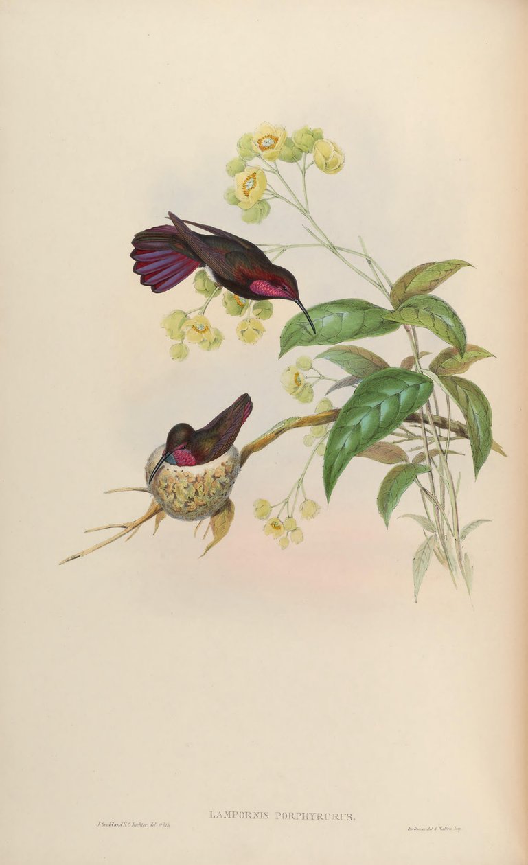 Lampornis porphyrurus = Anthracothorax mango av John Gould