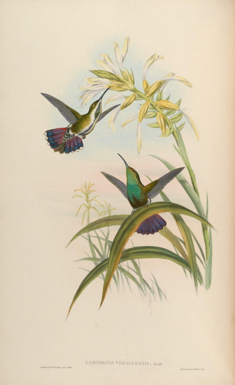 Lampornis veraguensis = Anthracothorax veraguensis av John Gould
