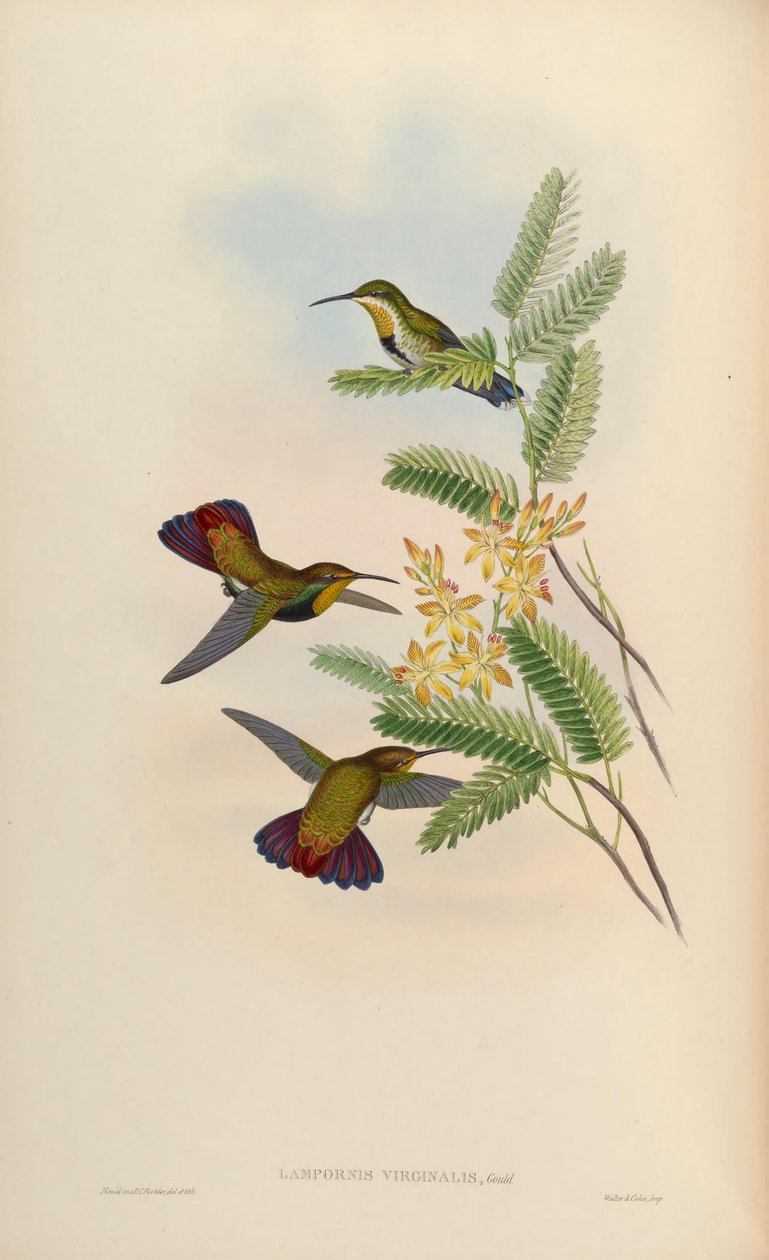 Lampornis virginalis = Anthracothorax dominicus aurulentus av John Gould