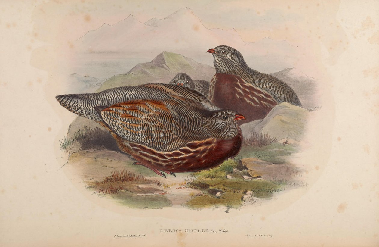 Lerwa nivicola = Lerwa lerwa av John Gould