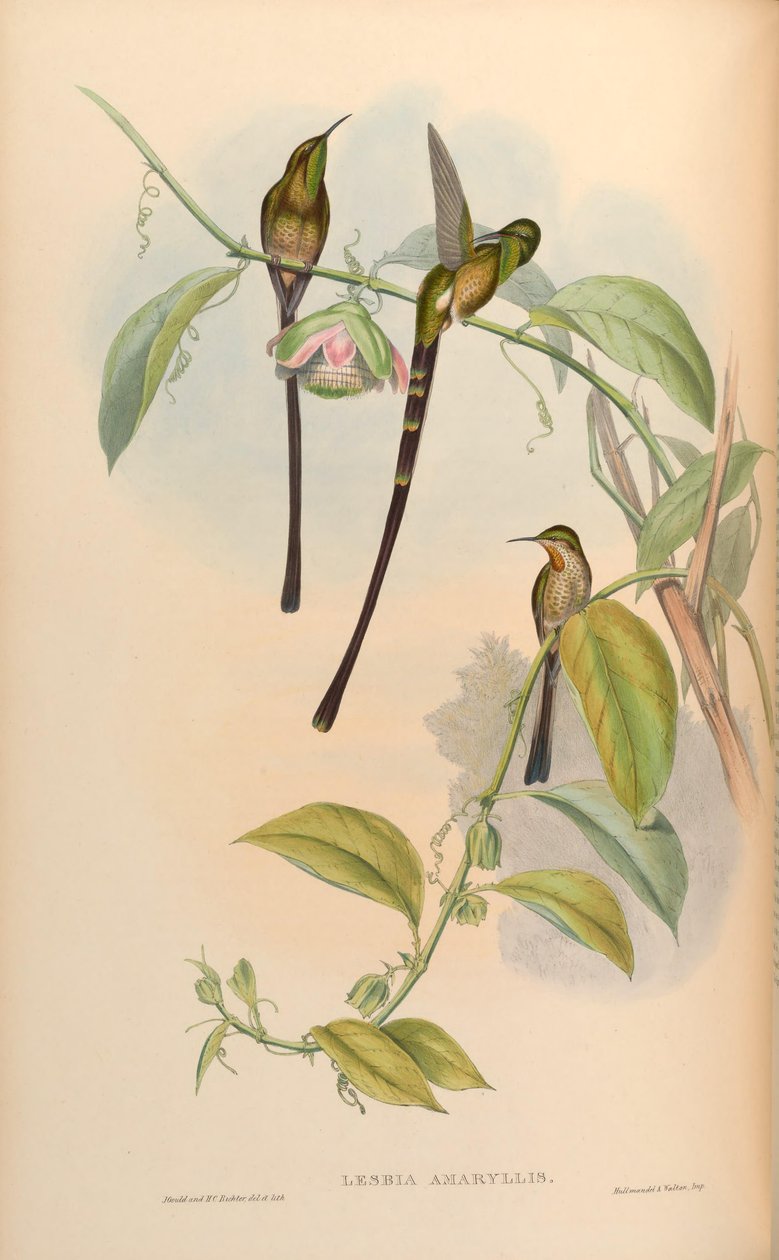 Lesbia amaryllis = Lesbia amaryllis av John Gould
