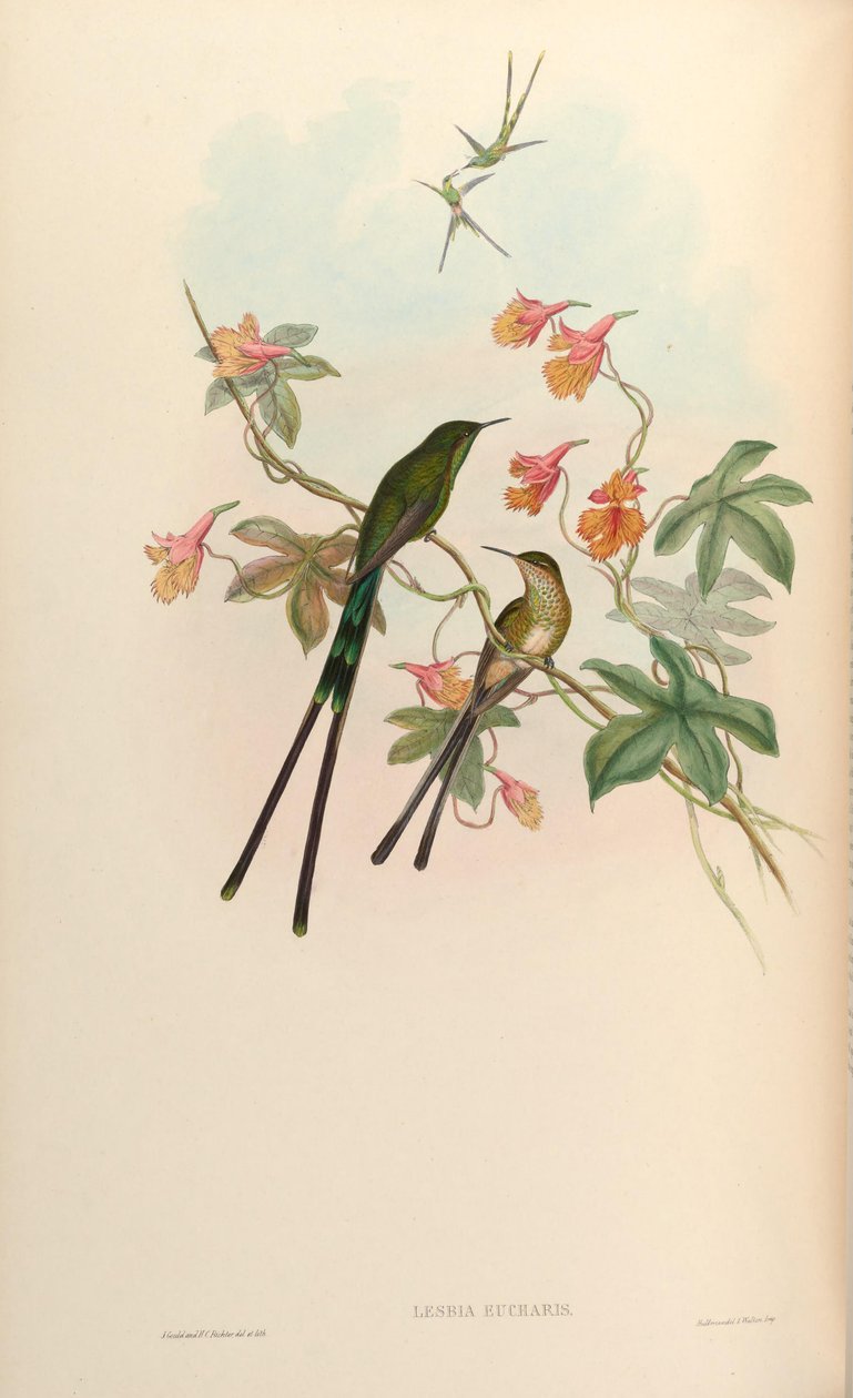 Lesbia eucharis = Lesbia victoriatoriae eucharis av John Gould