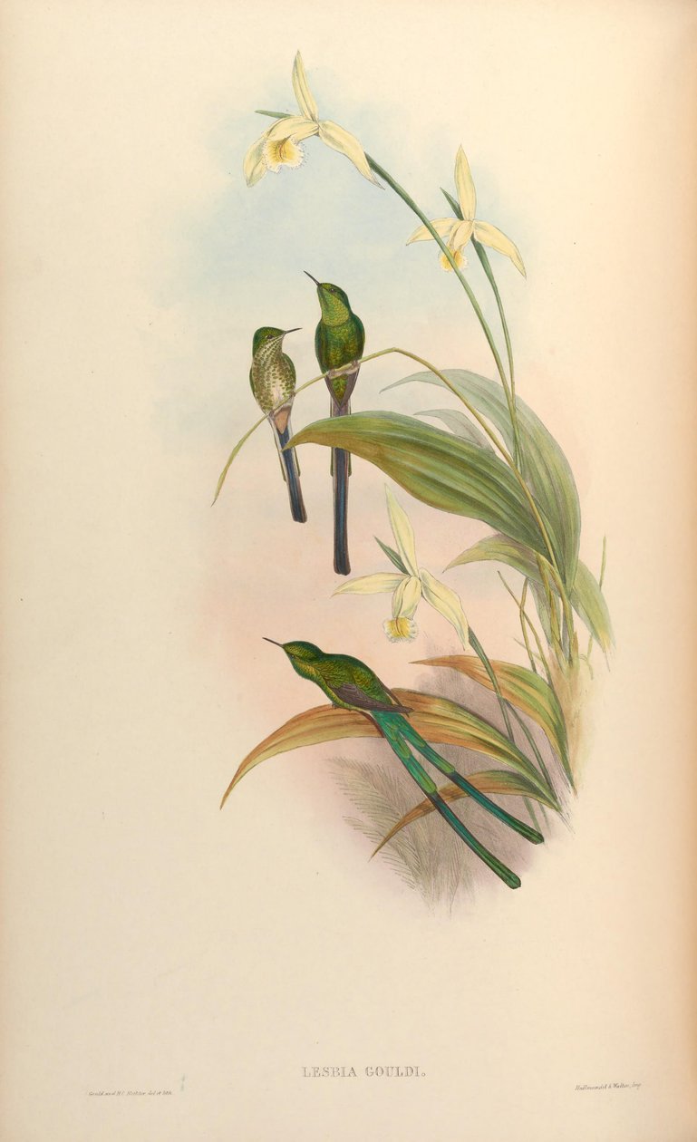 Lesbia gouldi = Lesbia nuna gouldii av John Gould