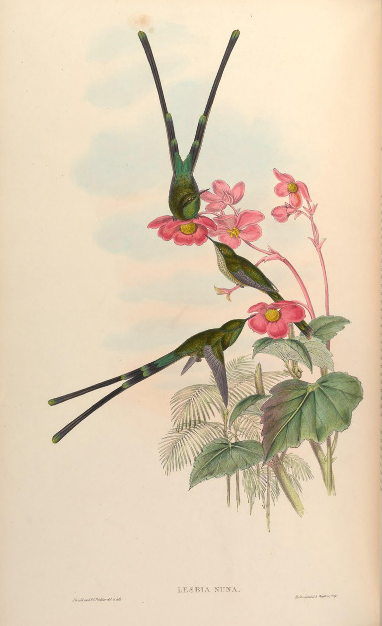 Lesbia nuna av John Gould