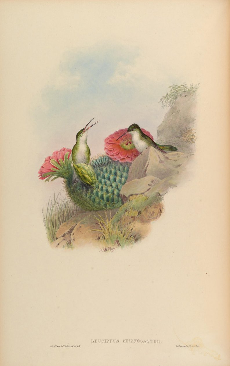 Leucippus chionogaster = Amazilia chionogaster av John Gould