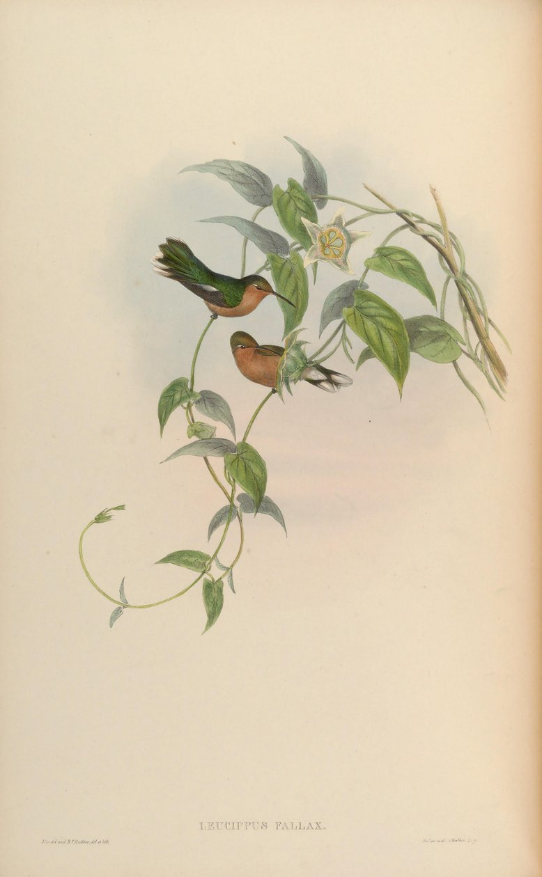 Leucippus fallax av John Gould