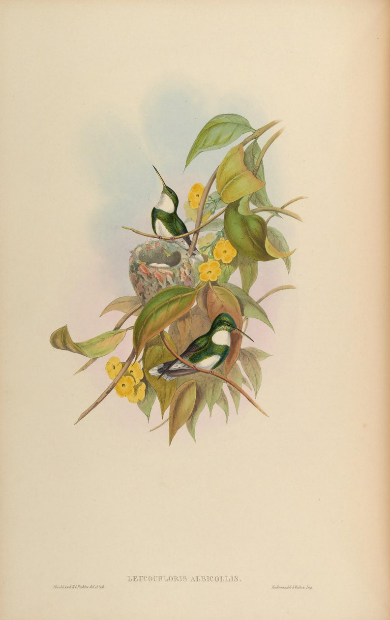 Leucochloris albicollis av John Gould