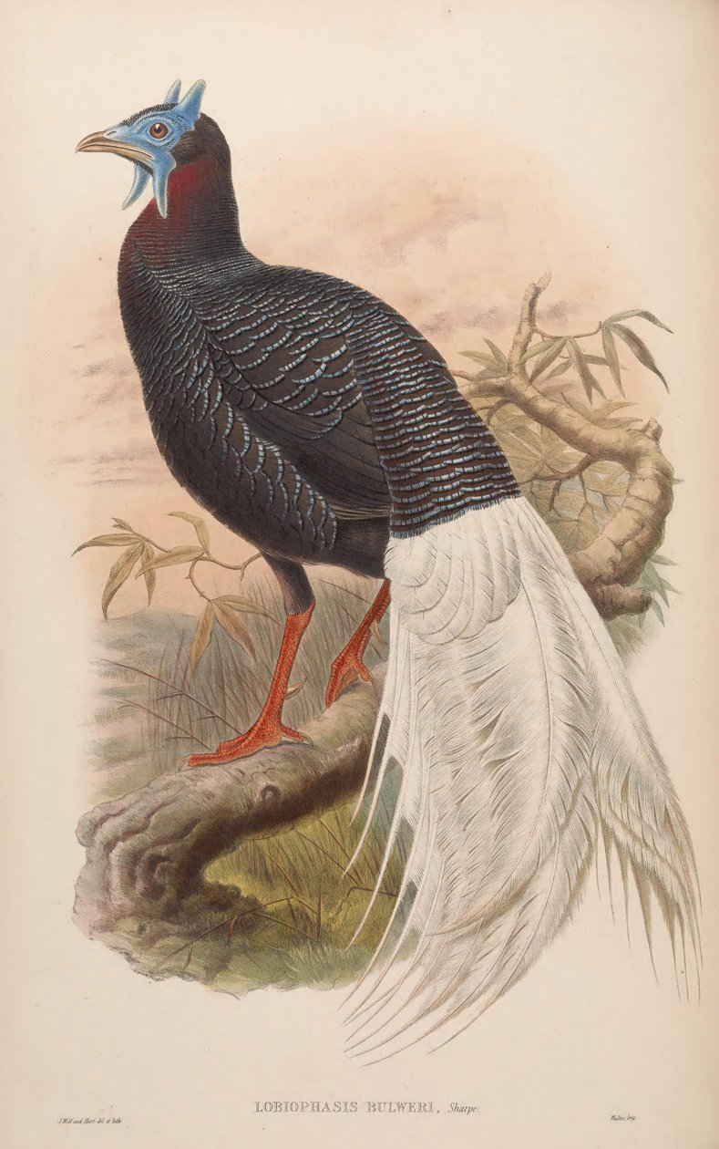 Lobiophasis bulweri = Lophura bulweri av John Gould