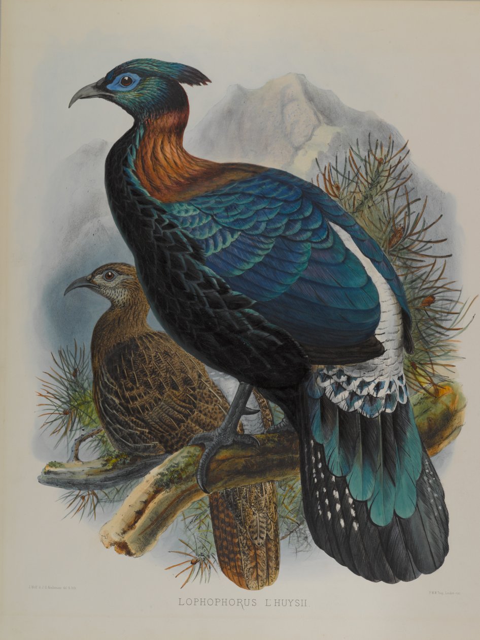 Lophophorus LHuysii av John Gould