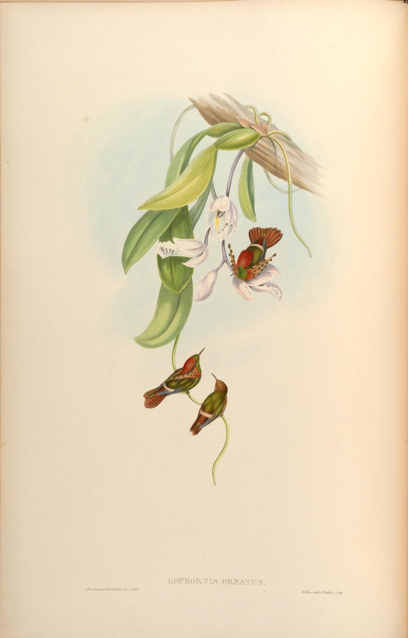 Lophornis ornamentus av John Gould