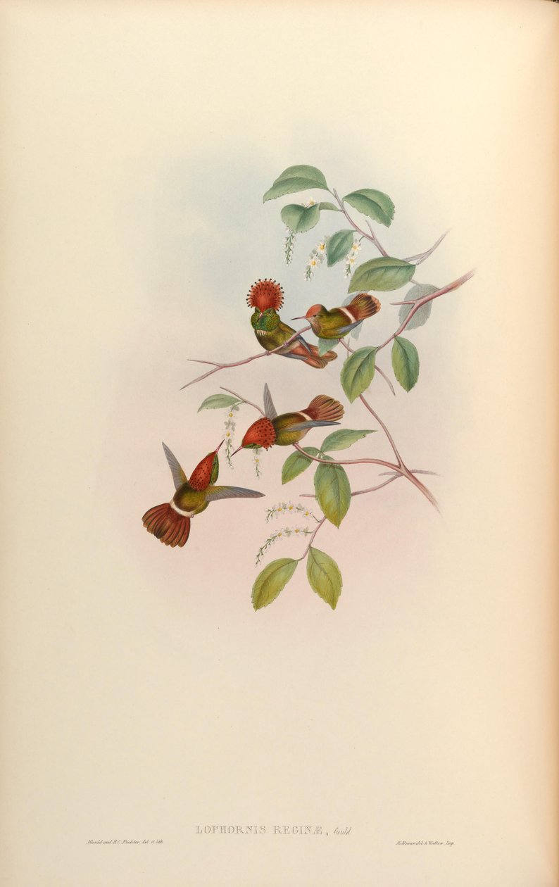 Lophornis queen = Lophornis stictolophus av John Gould