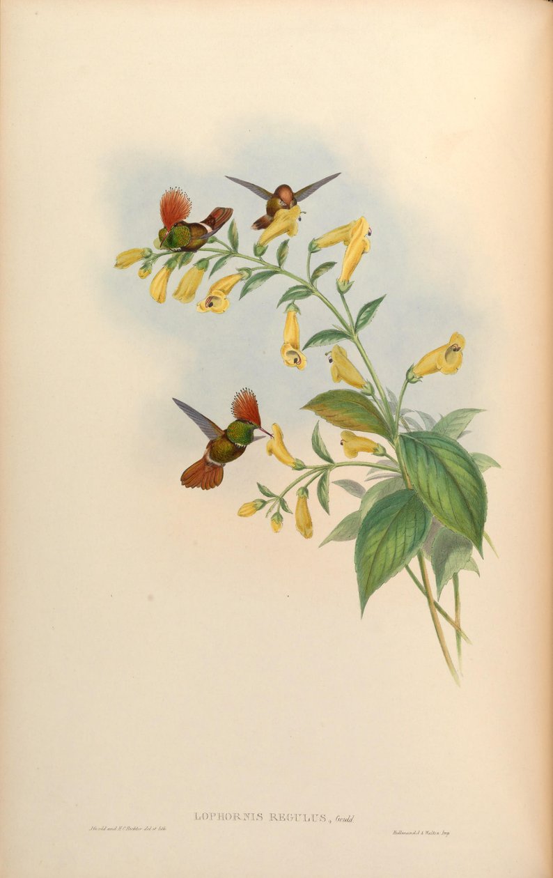 Lophornis regulus = Lophornis delattrei av John Gould