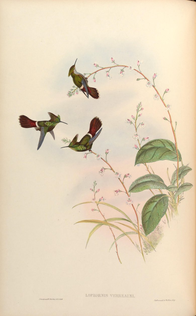 Lophornis verreauxi = Lophornis chalybaeus verrauxii av John Gould