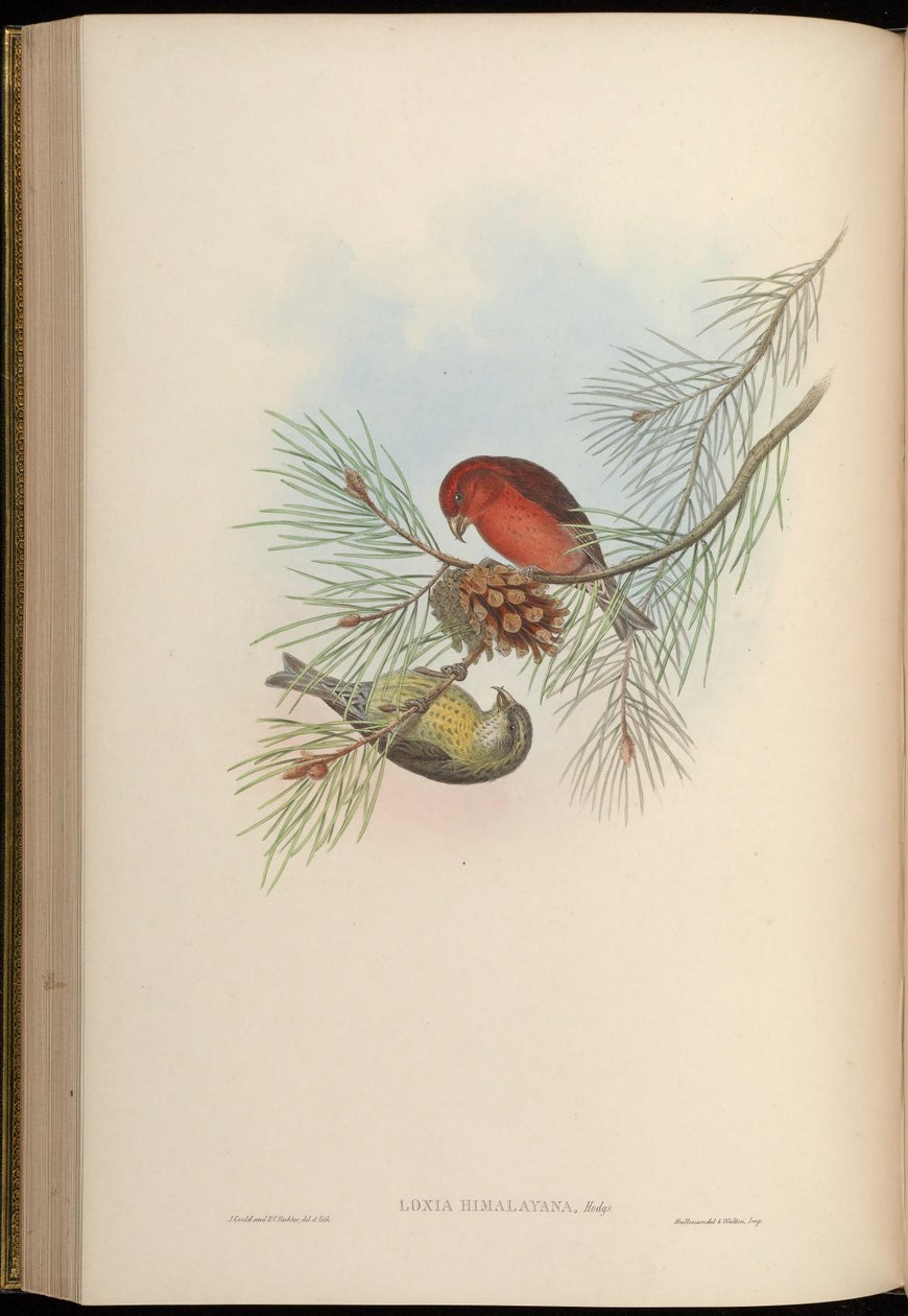 Loxia himalayensis = Loxia curvirostra himalayensis av John Gould