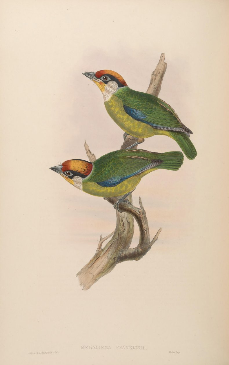 Franklin Megalaima = Franklin Megalaima av John Gould