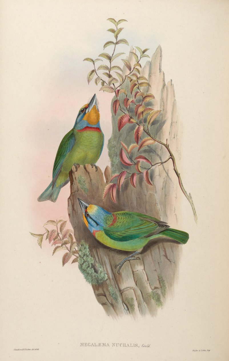 Megalaema nuchalis = Megalaima nuchalis av John Gould