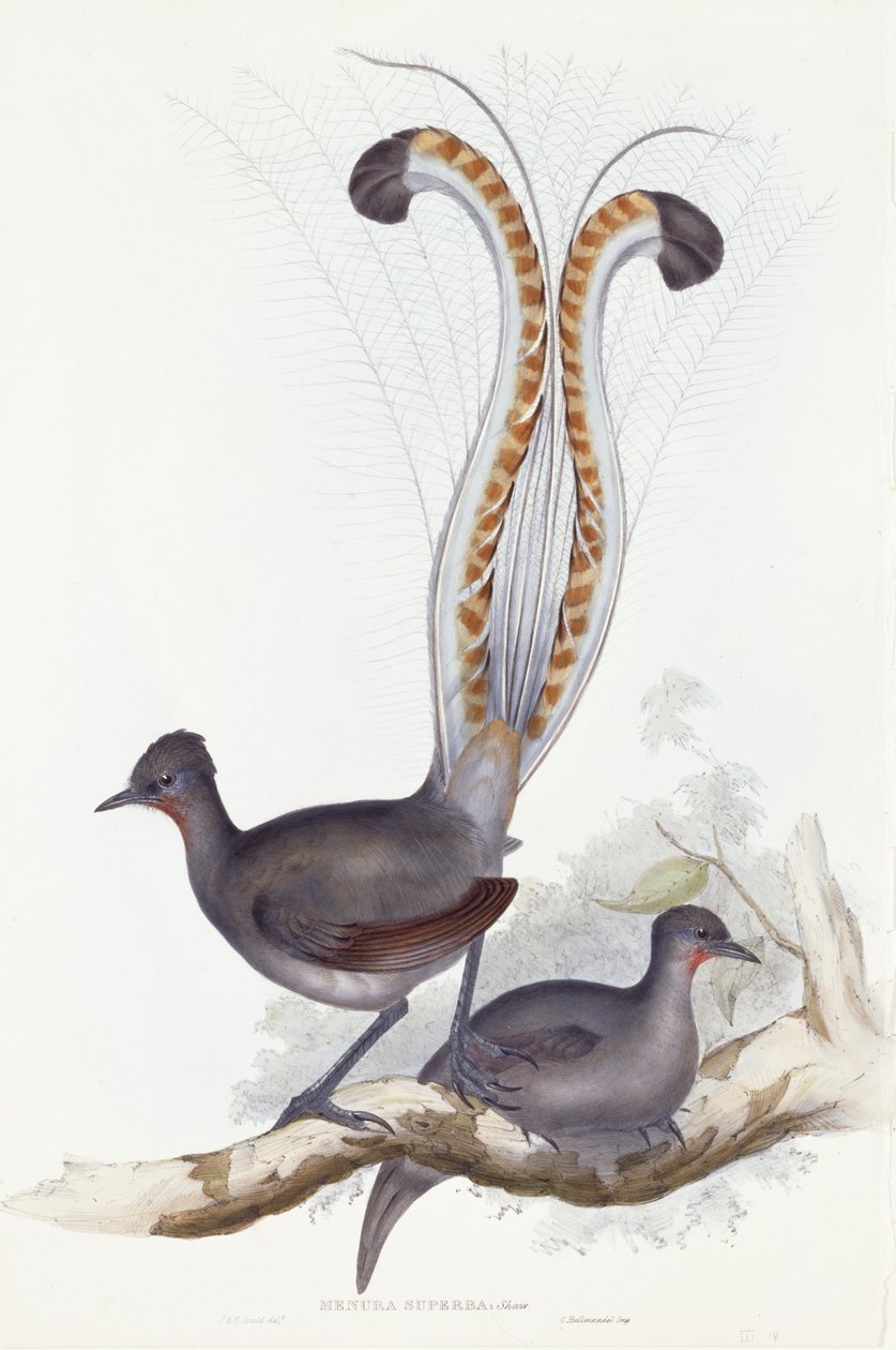 Menura Superba: Shaw. Pl. 14. Vol. III, 1837-1848 av John Gould