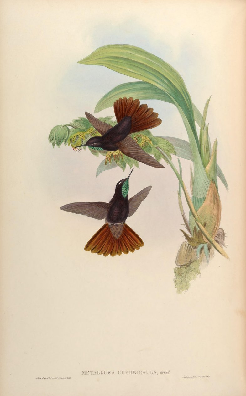 Metallura cupreicauda = Metallura Phoebe cupreicauda av John Gould