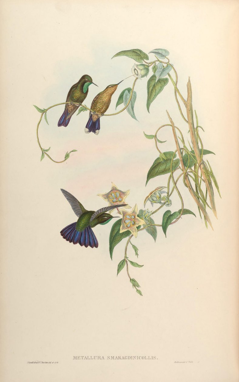 Smaragdmetallurgi = Smaragdostmetallurgi av John Gould