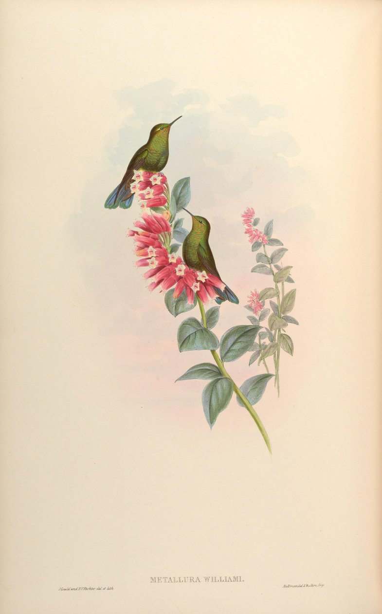 Metallura william av John Gould