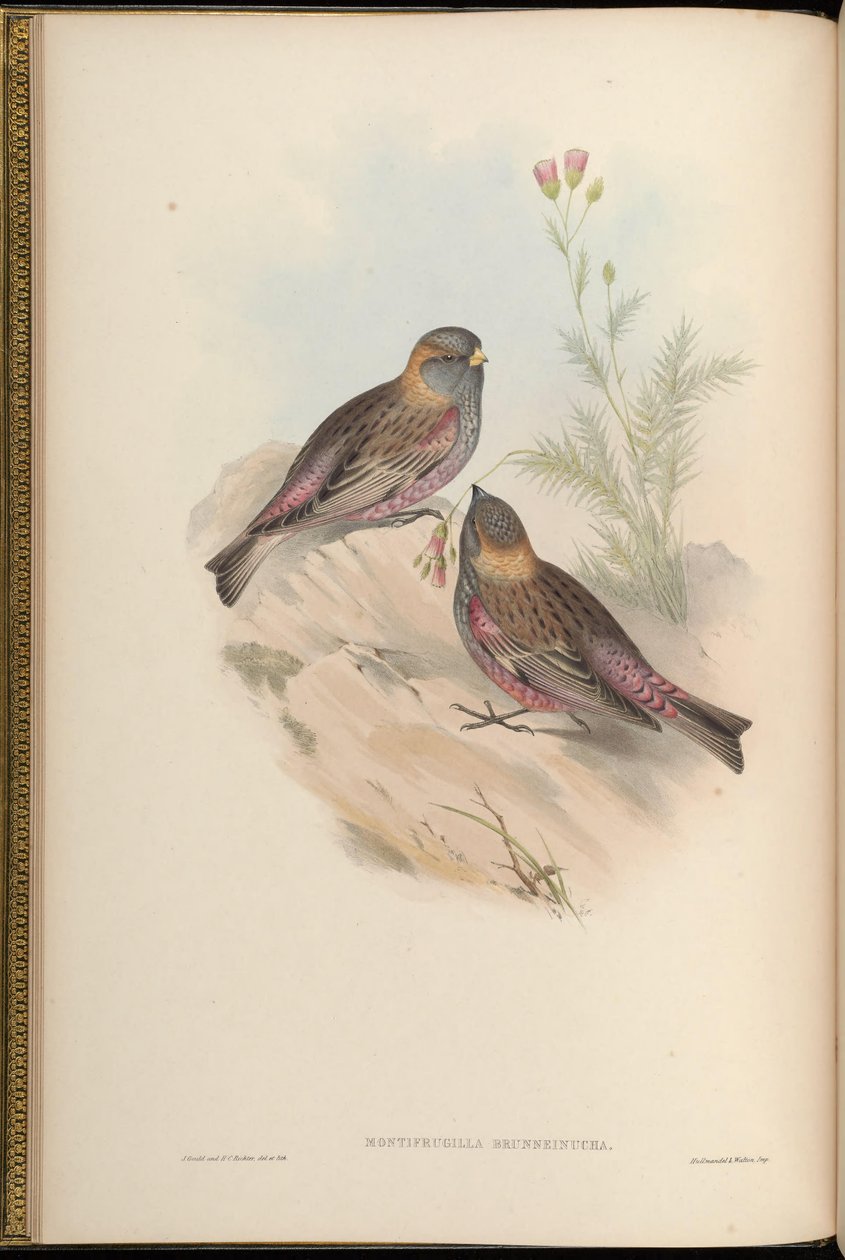 Montifringilla brunneinucha = Leucosticte brunneinucha = Leucosticte arctoa brunneinucha [2] av John Gould
