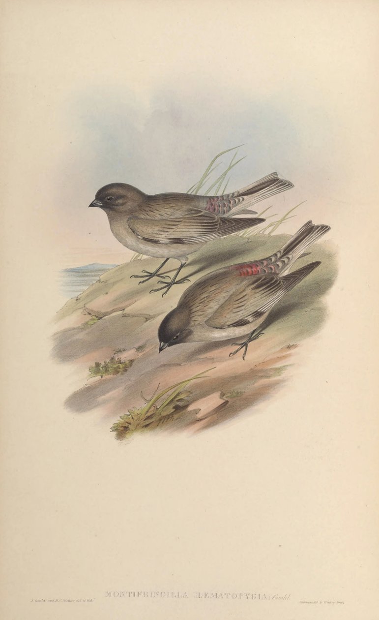 Montifringilla haematopygia = Leucosticte brandti haematopygia av John Gould