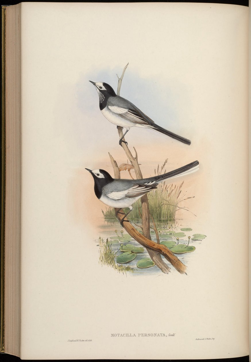 Motacilla personata = Motacilla alba personata av John Gould
