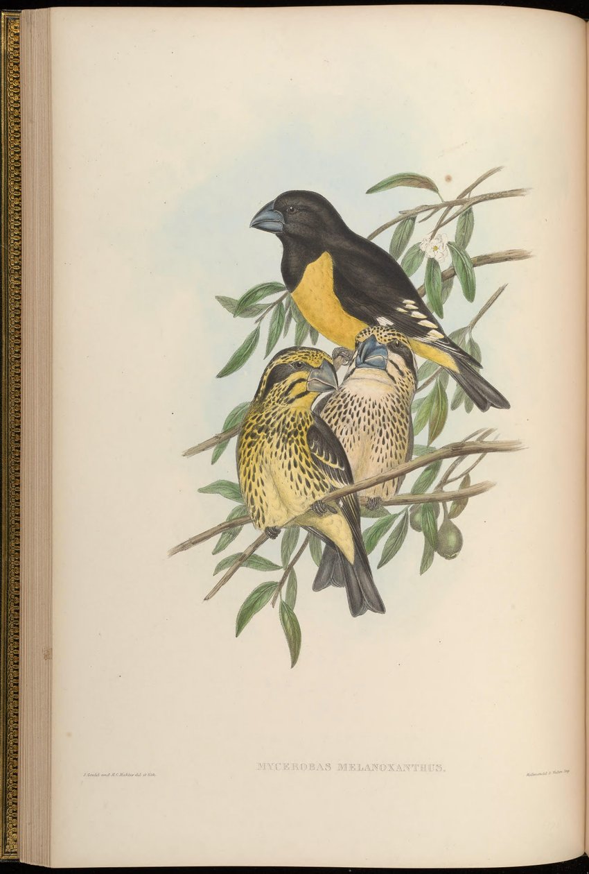 Mycerobas melanozanthos av John Gould