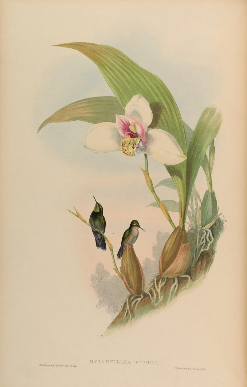 Myiabeilla typica = Abeillia abeillei av John Gould