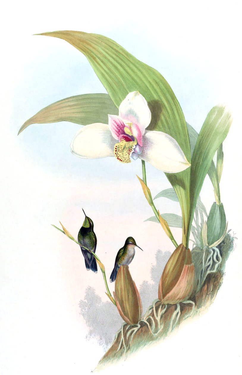 Myiabeilla typica = Abeillia abeillei av John Gould