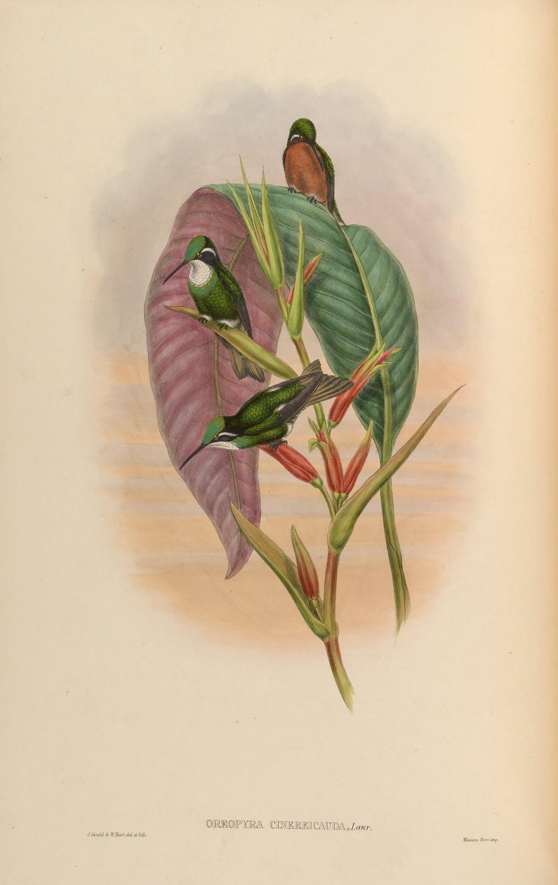 Oreopyra cinereicauda = Lampornis cinereicauda av John Gould