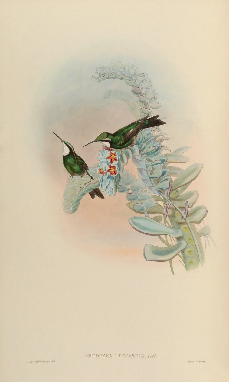 Oreopyra leucaspis = Lampornis castaneoventris av John Gould