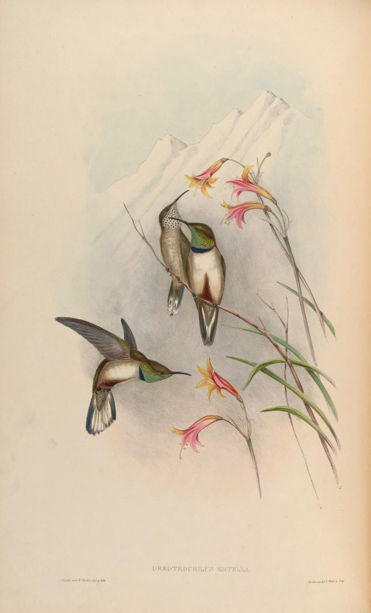Oreotrochilus estella av John Gould