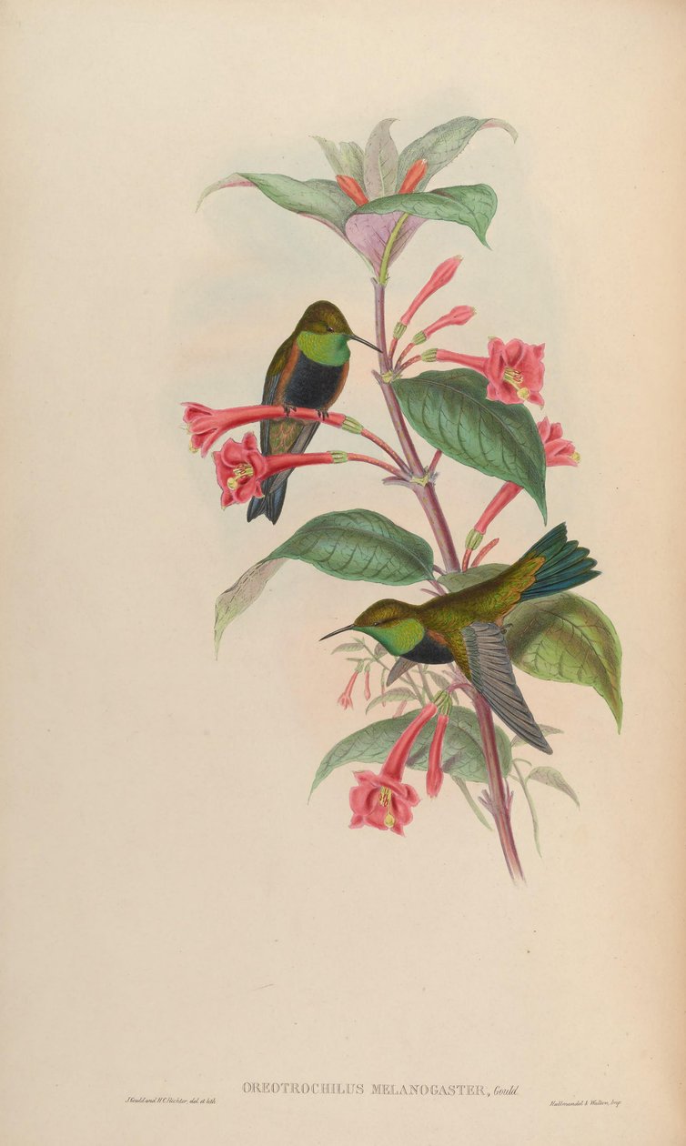 Oreotrochilus melanogaster av John Gould