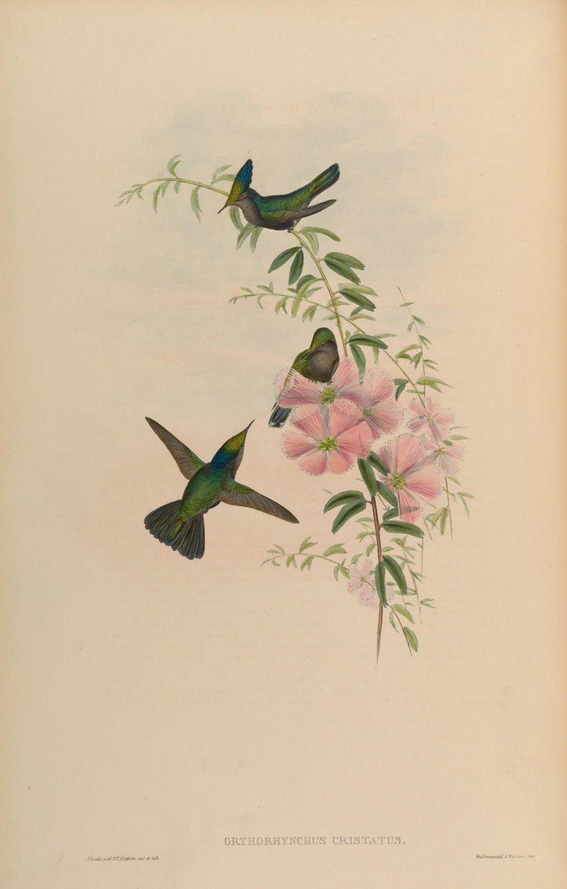 Orthorhynchus cristatus av John Gould
