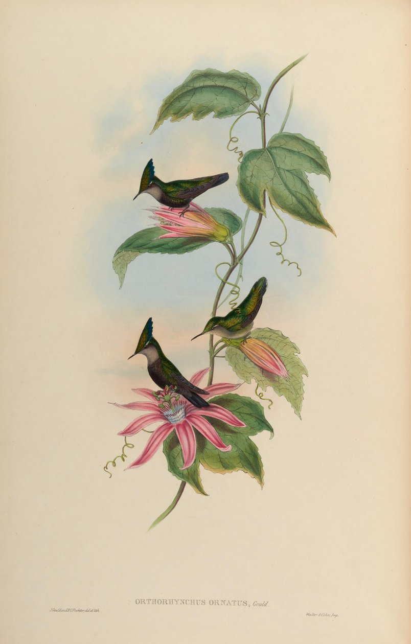 Orthorhynchus ortus = Orthorhynchus cristatus av John Gould