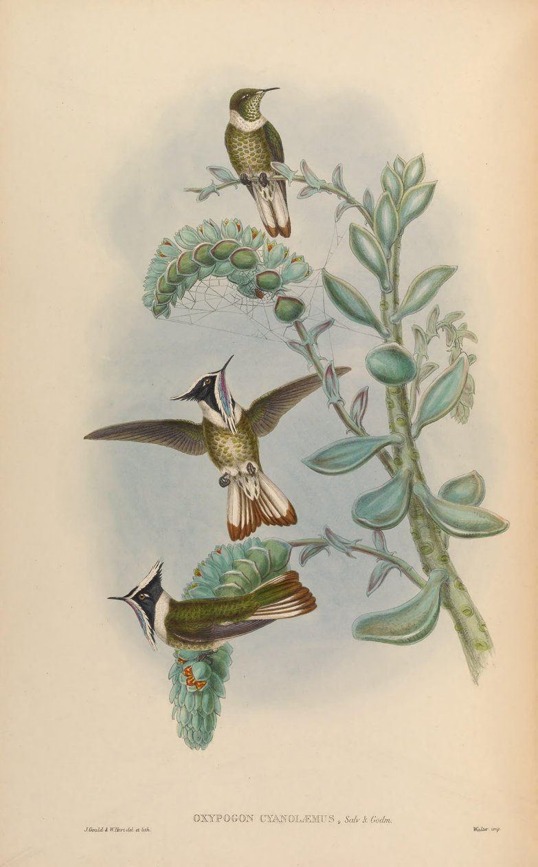 Oxypogon cyanolaemus = Oxypogon guerinii cyanolaemus av John Gould