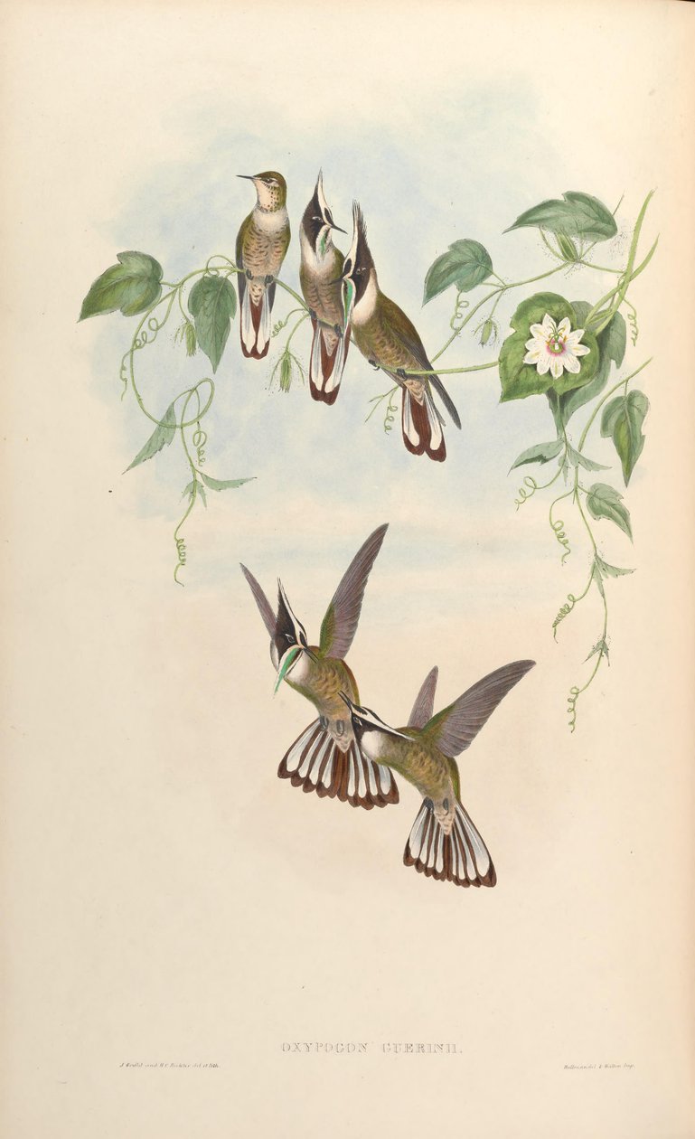 Oxypogon guerinii av John Gould
