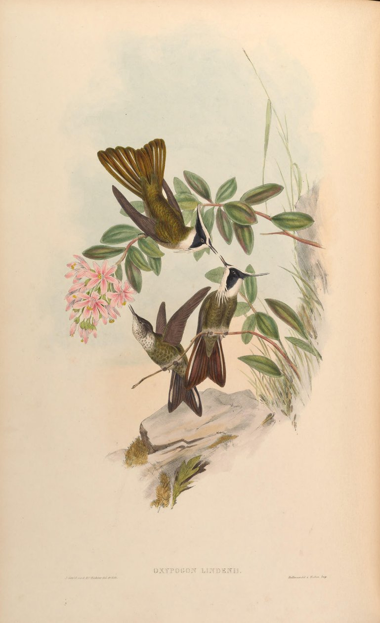 Oxypogon lindenii = Oxypogon guerinii lindenii av John Gould