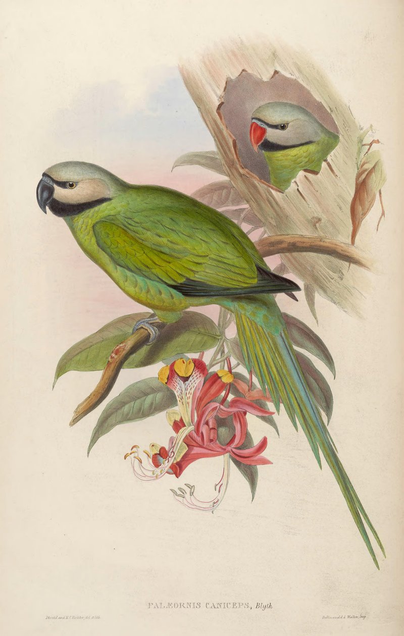 Palaeornis caniceps = Psittacula caniceps av John Gould
