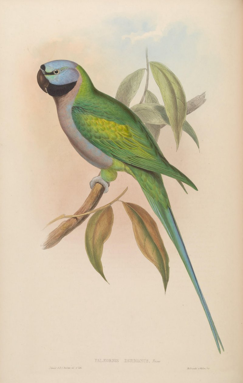 Palaeornis derbianus = Psittacula derbiana av John Gould