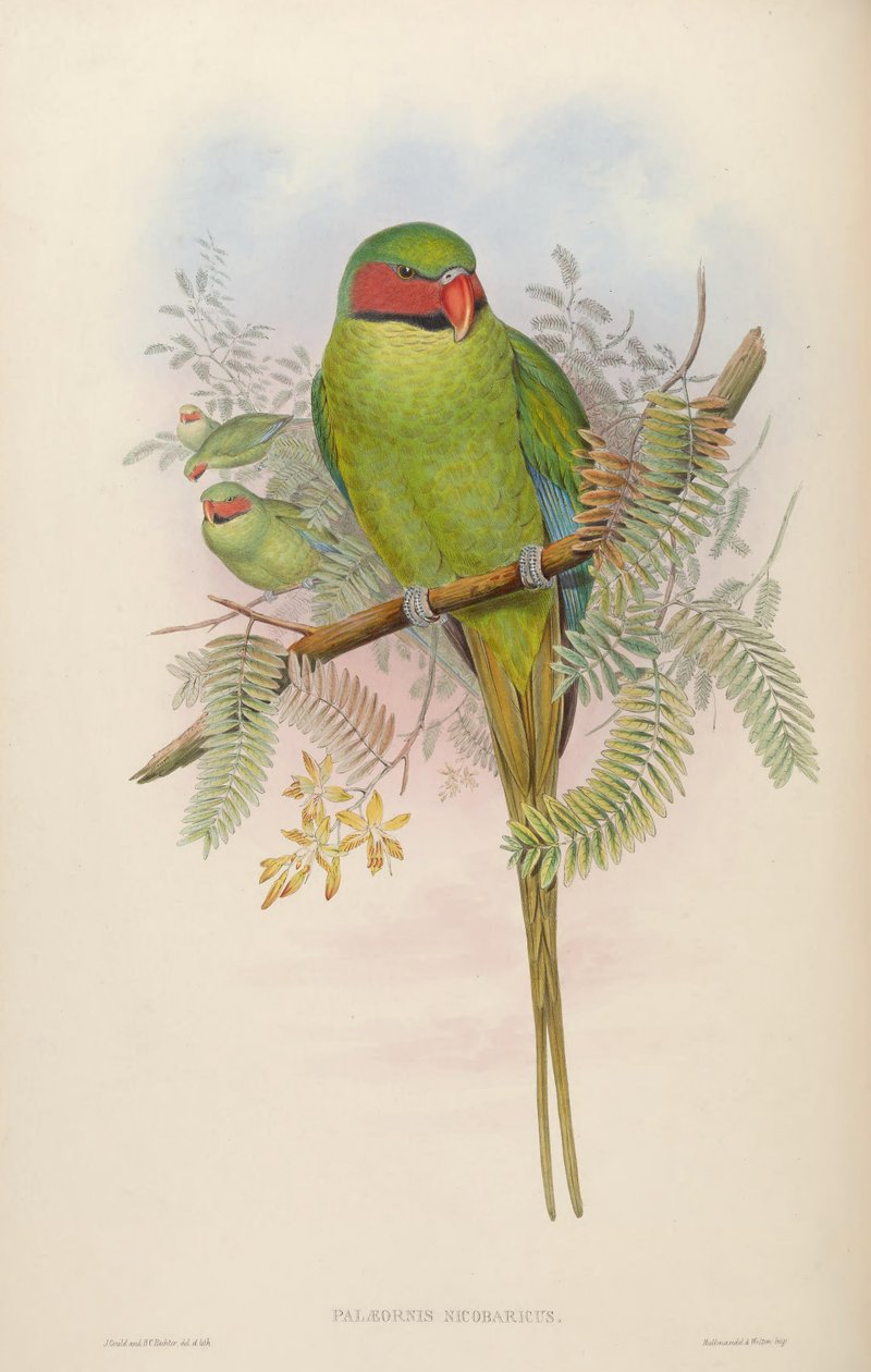 Palaeornis nicobaricus = Psittacula longicauda tytleri av John Gould